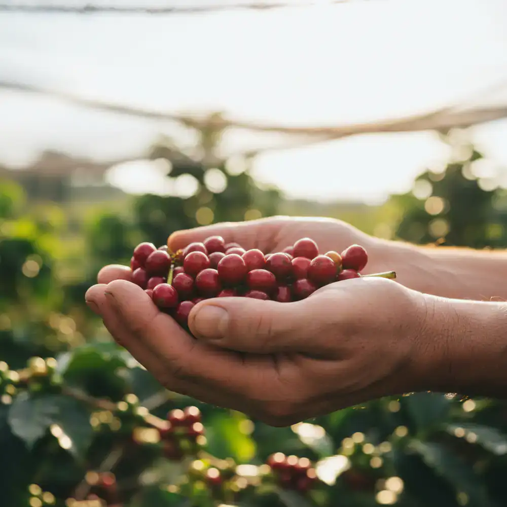 Coffee farmer hands holding freshly picked, ripe coffee cherries